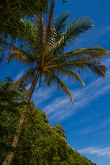 Fototapeta na wymiar Tropical Palm Tree