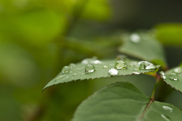 Rain Drops
