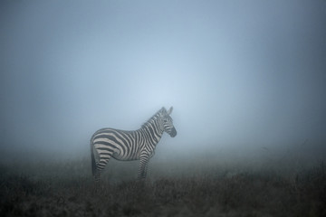 Fototapeta na wymiar Zebra in the Morning mist, serengeti, Africa