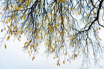 autumn park with fog and trees