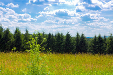 Fototapeta premium Summer landscape with green grass.