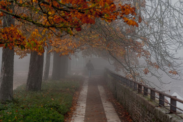 autumn park with fog and trees