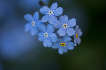 Forget me not