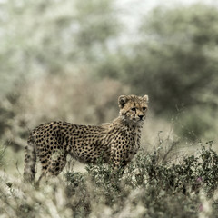 Cub cheetah in Serengeti National Park
