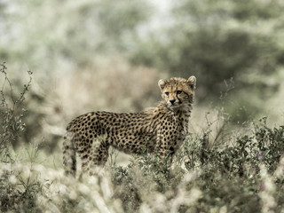 Cub cheetah in Serengeti National Park