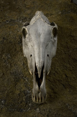 Horse Skull
