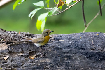 Image of bird Pin-striped Tit Babbler ( Macronus gularis ) on natural background.. Wild Animals.