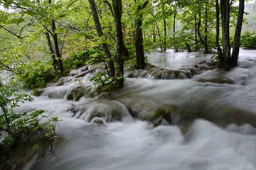 Forest in water