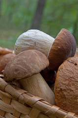 Mushrooms harvest close-up