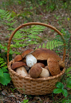 Porcini Mushrooms in basket