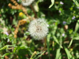 Beauty in Dandelion