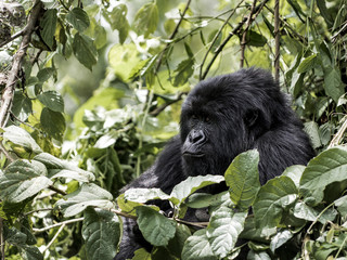 Mountain gorilla, Virunga National Park, DRC, Africa