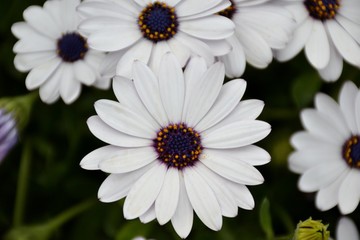 Fototapeta premium Details of purple daisies and green leaves