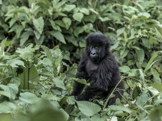 Young mountain gorilla in the Virunga National Park, Africa, DRC, Central Africa.