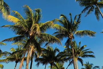 Fototapeta na wymiar South Beach Florida Palm Trees Background