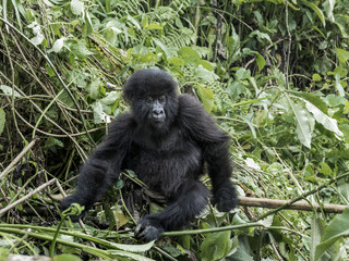Young mountain gorilla in the Virunga National Park, Africa, DRC, Central Africa.
