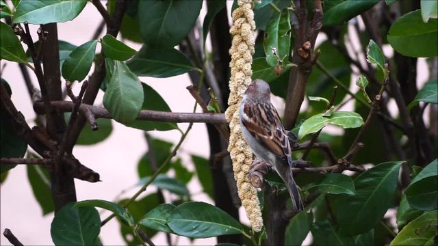 Drei Sperlinge (Passer domesticus)