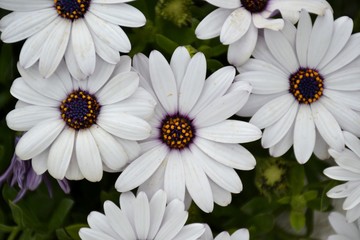 Fototapeta premium Details of purple daisies and green leaves