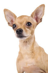 Photo of a funny toy terrier on a white background