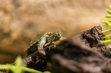 small turtle