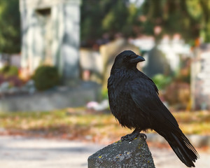 Crow sitting on a stone on a cemetery
