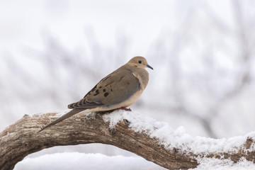 Mourning Dove in Winter