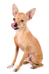 Photo of a funny toy terrier on a white background
