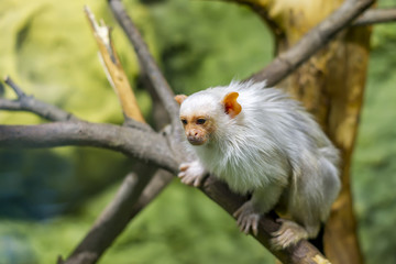 young white monkey