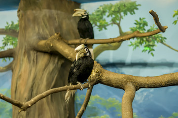 Obraz premium two hornbills