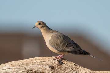 Mourning Dove