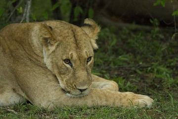 Fototapeta na wymiar muso leonessa