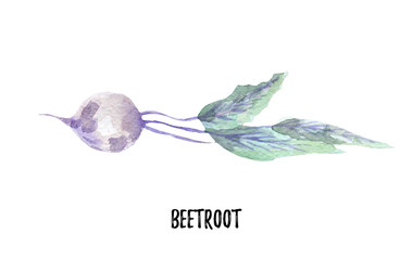 beetroot illustration. Hand drawn watercolor on white background.