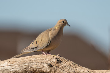 Mourning Dove