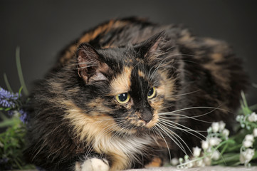 Black with white and red cat on a dark background