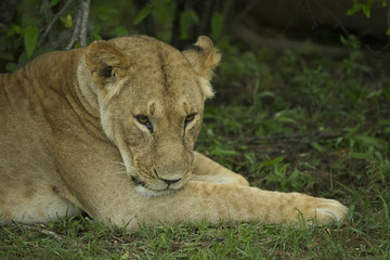 leone femmina