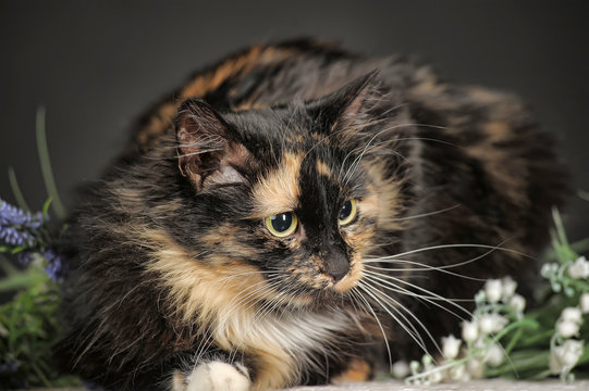 Black with white and red cat on a dark background