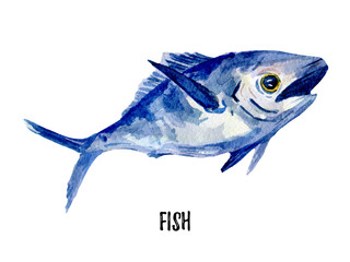 fish illustration. Hand drawn watercolor on white background.