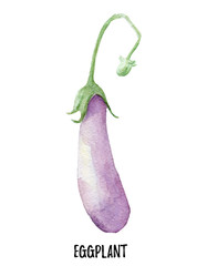 eggplant illustration. Hand drawn watercolor on white background.