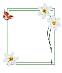 spring flowers narcissus isolated on white background