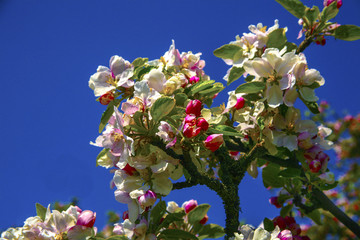 Äppelblommor