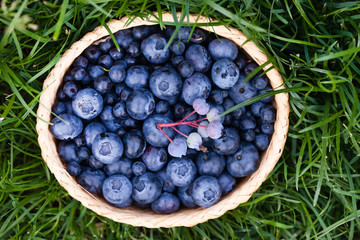 fresh blueberries
