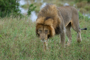 leone maschio