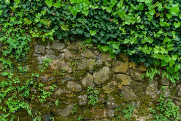 ivy on the stone wall