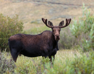 Colorado Moose
