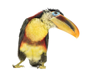 Curl-crested aracari, isolated on white