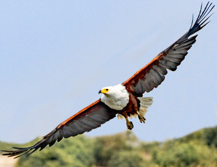 African Fish Eagle 