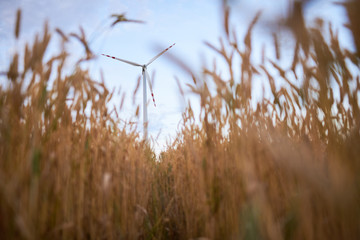elektrownia wiatrowa pomiędzy kłosami pszenicy na polu,