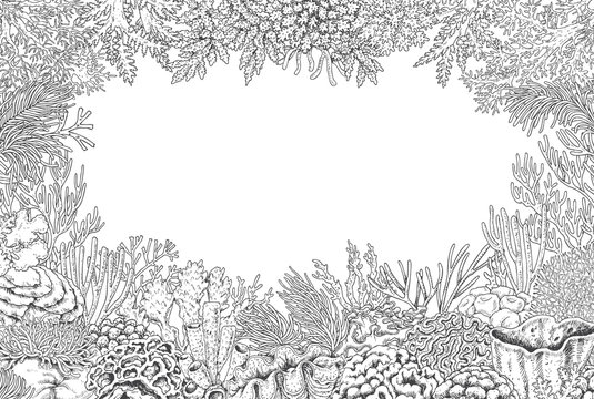 Underwater Background with Corals