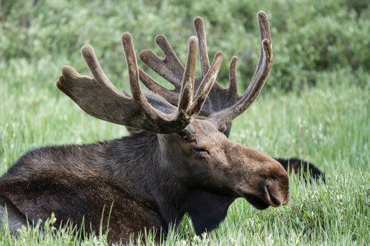 Colorado Moose