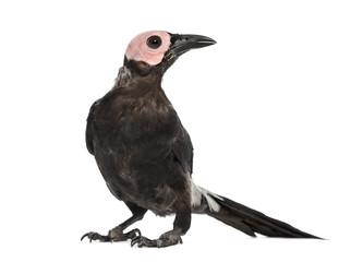 Coleto, isolated on white